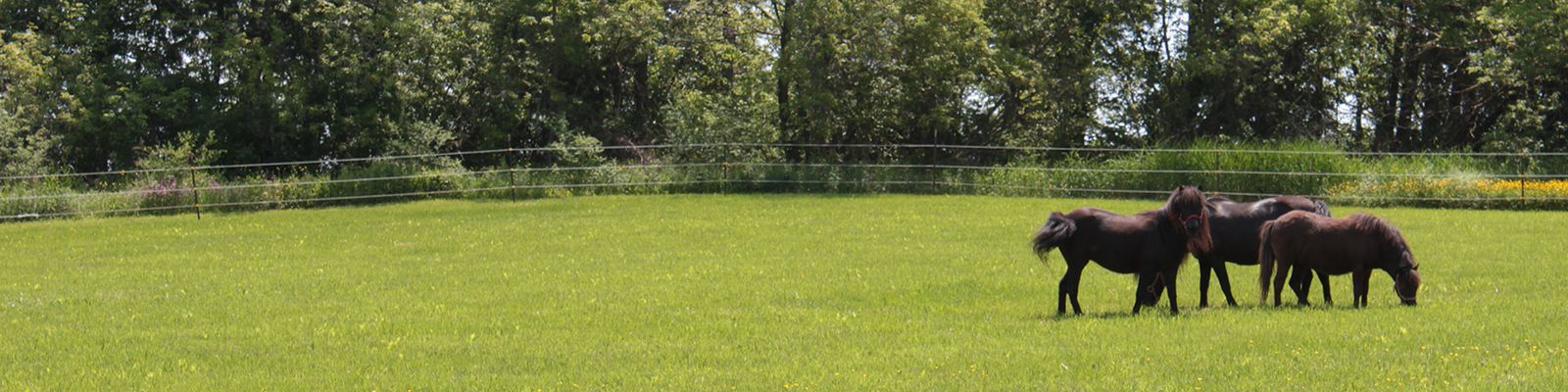 As the home of Vernon Downs, we are definitely horse country